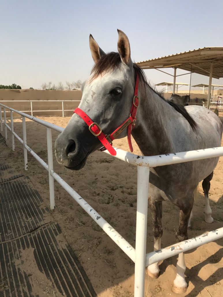 Australian Endurance Horses prove popular in UAE EIAF Horse Air Transport Horse Plane
