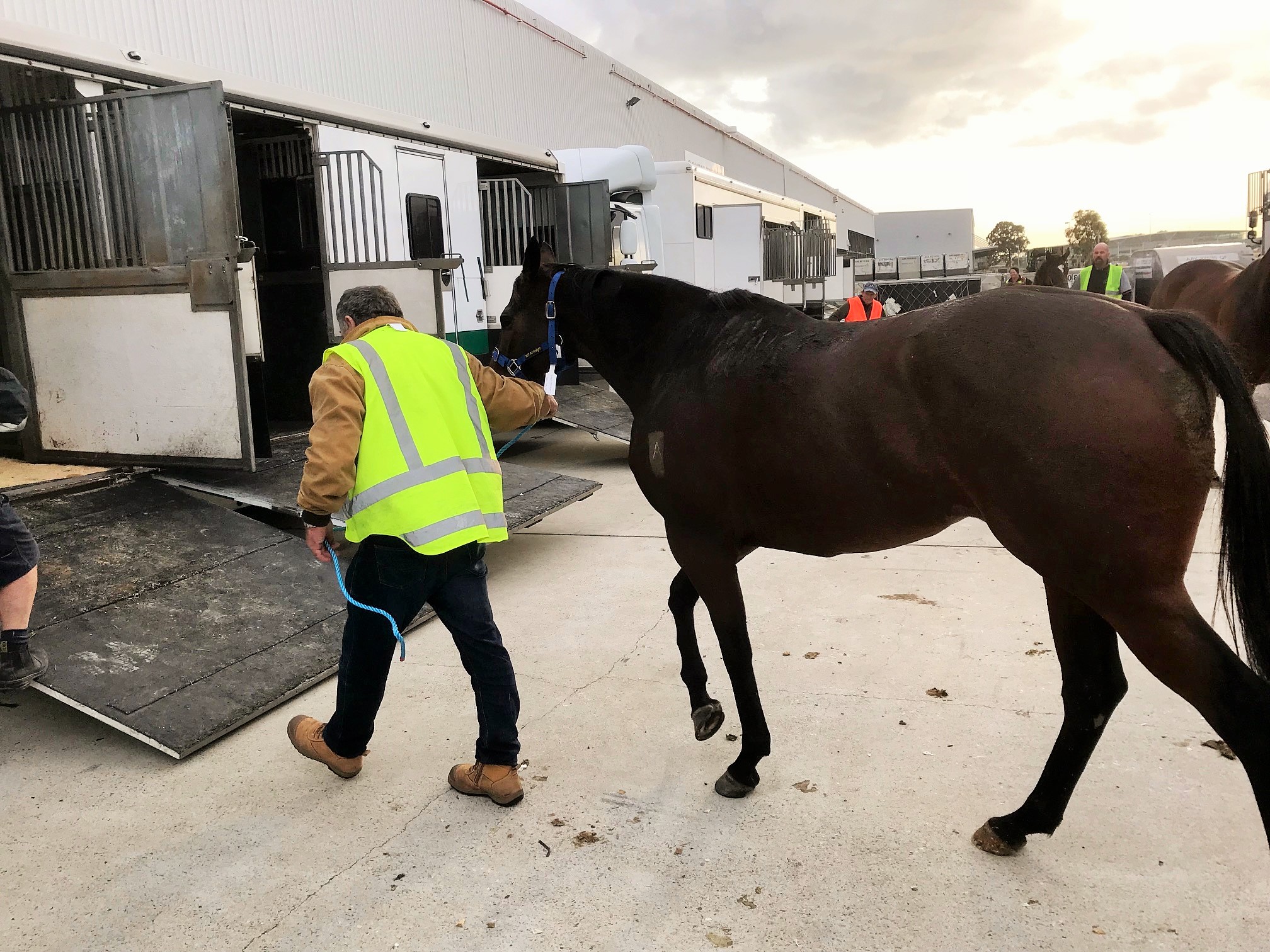 Across the Ditch from New Zealand to Australia Equine International
